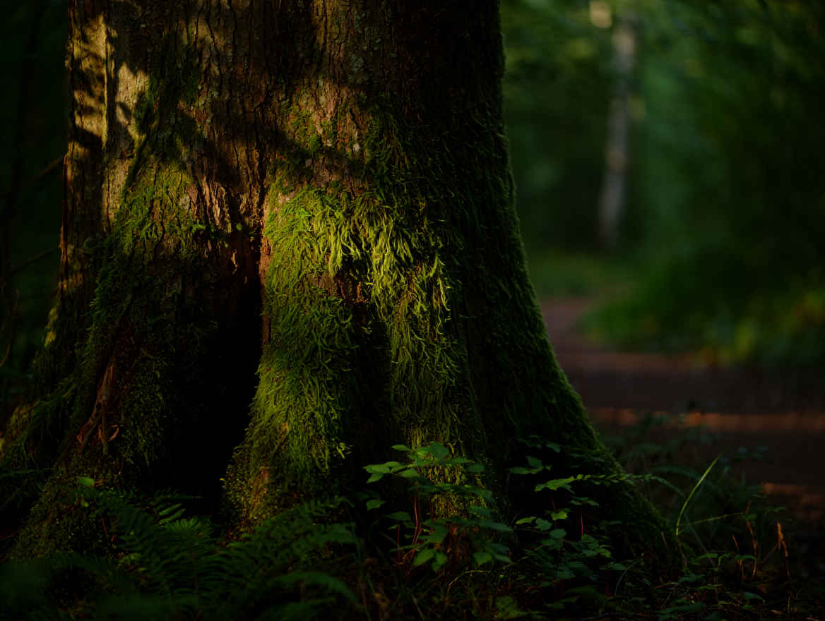 Moosbedeckter Waldweg durch alten deutschen Mischwald