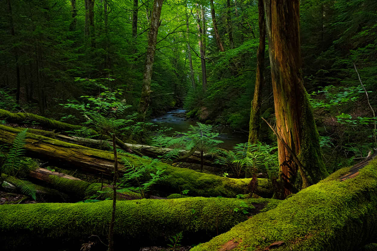 Bayerischer Wald – Urwald, Luchs und tiefe Fichtenwälder