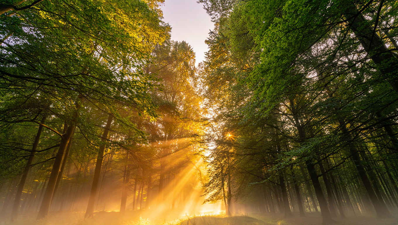 Sonnenlicht bricht durch dichten Waldnebel am frühen Morgen