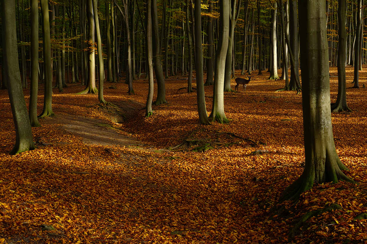 Eifel Nationalpark – alte Buchenwälder mit Herbstlicht und Bodennebel