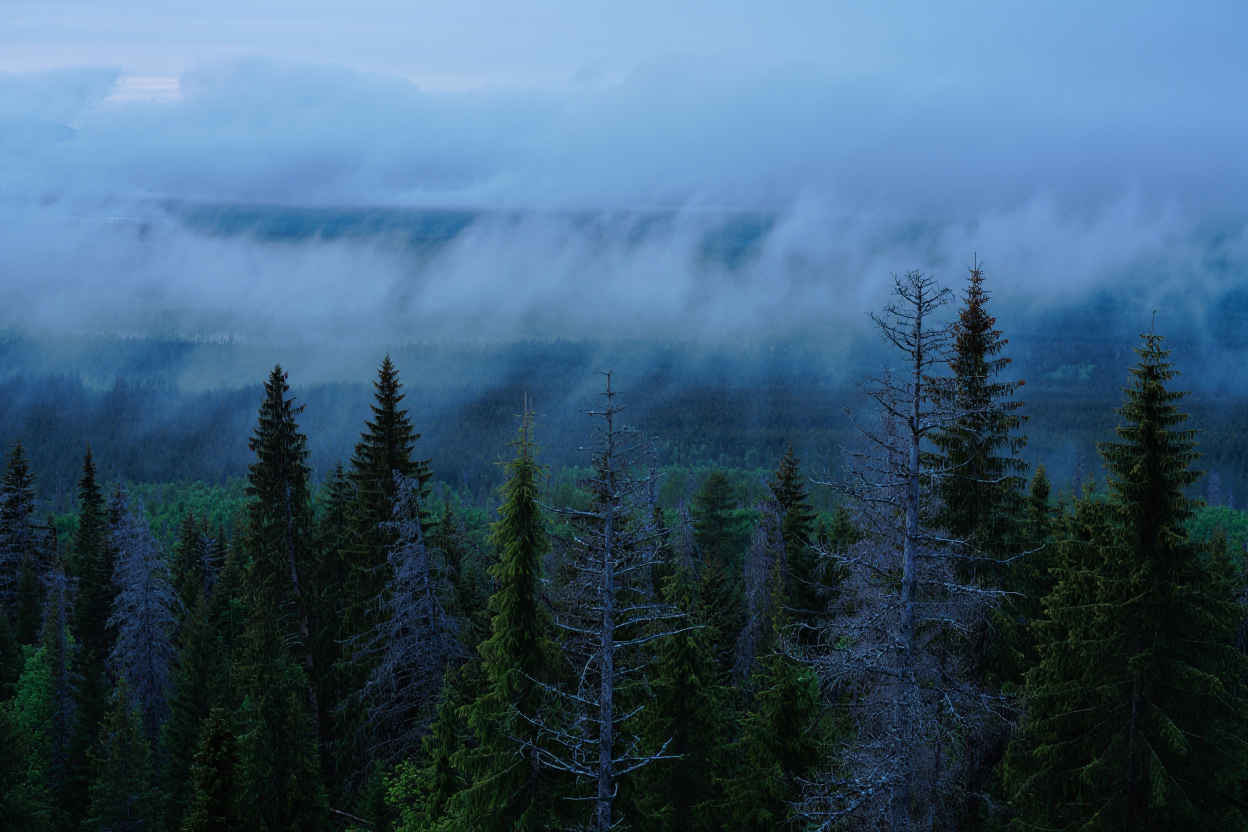 Harz Nationalpark – mystische Wälder, Blocksberg und Wintersturm
