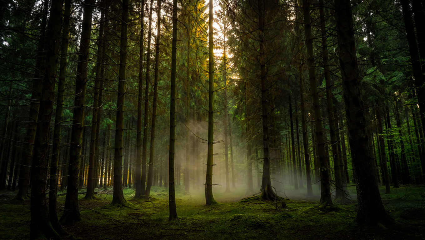 Morgennebel im deutschen Wald – tiefe Kiefernwälder im sanften Licht