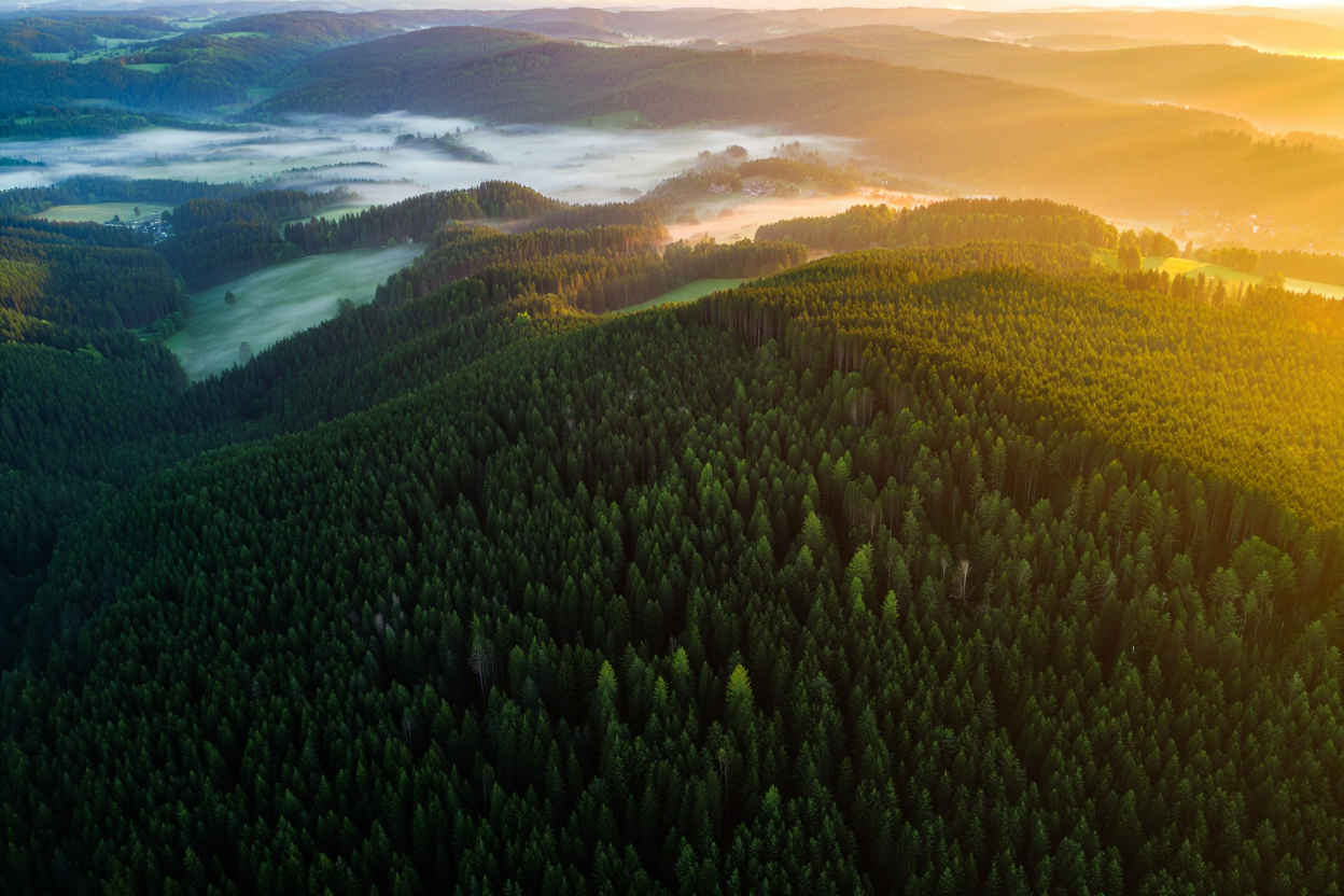 Dichter Schwarzwald – Kiefern, Nebel und grüne Hügel