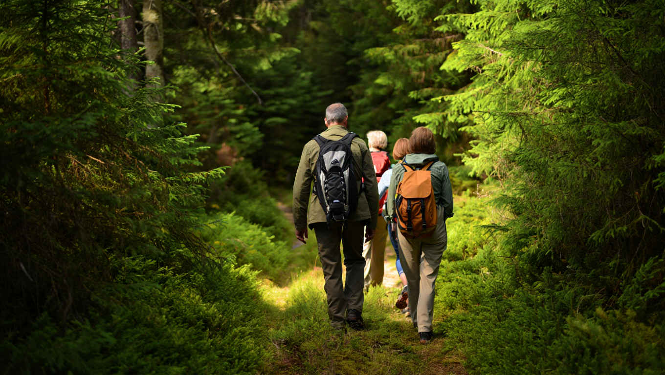 Geführte Wandergruppe auf schmalen Waldpfad durch Nationalpark