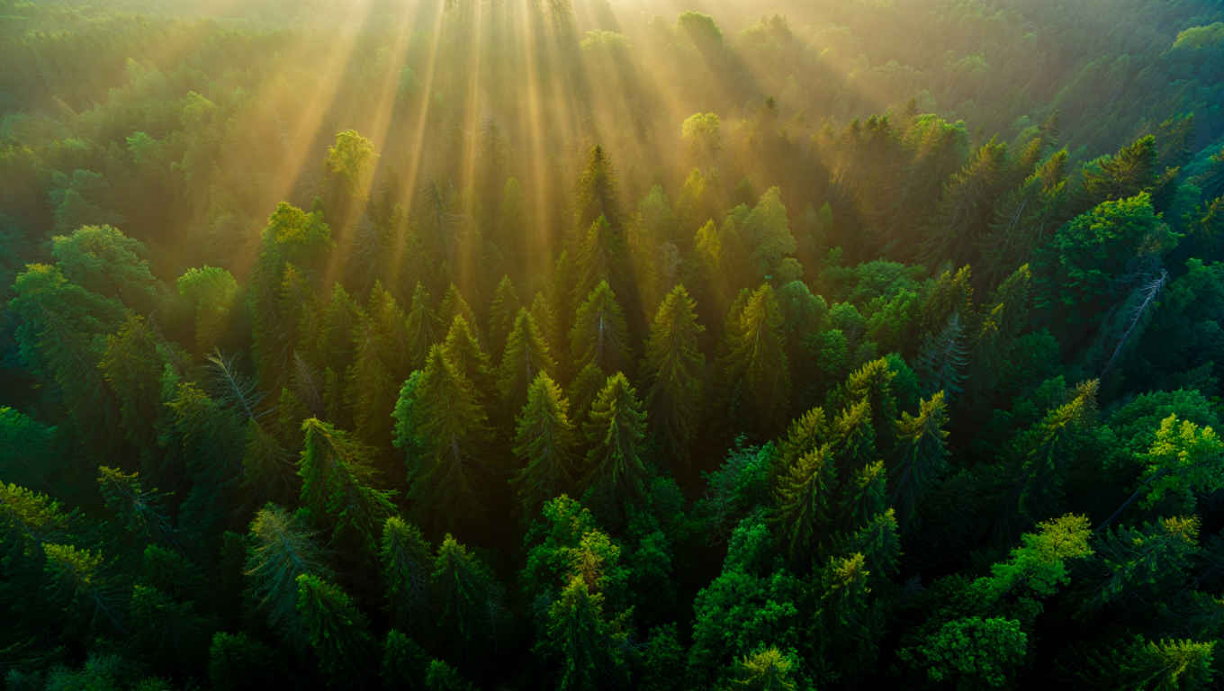 Sonnenlicht fällt durch dichte Kiefernkronen im Nationalpark